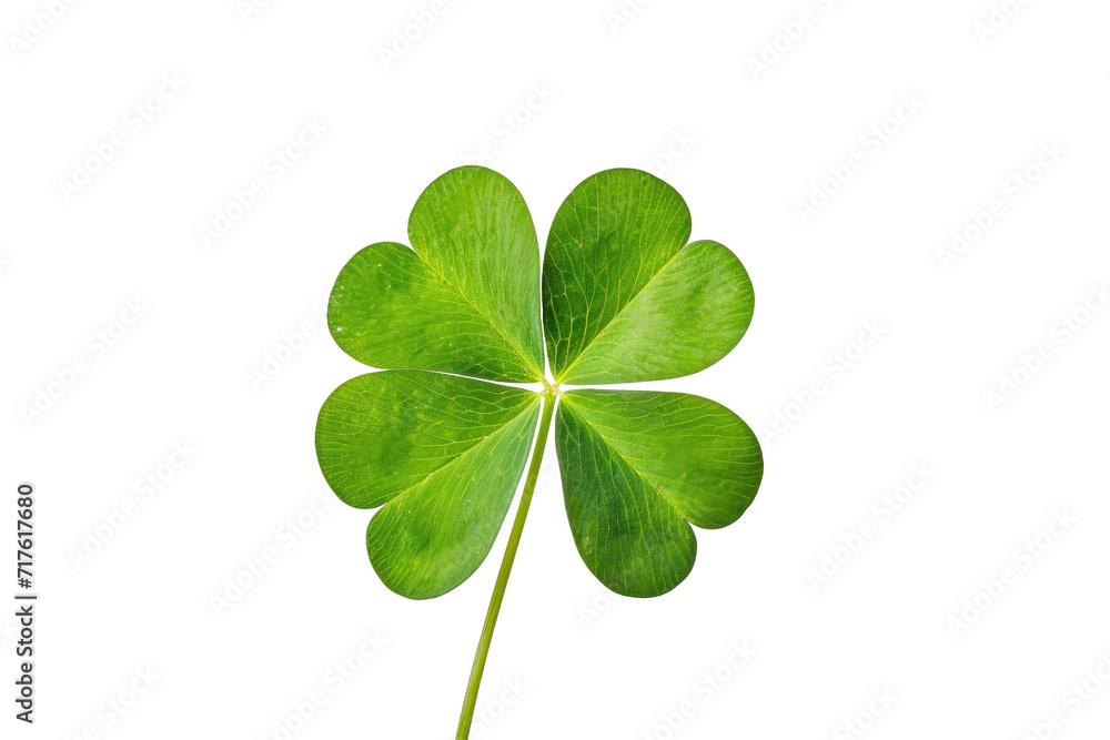 Natural of Tropical green leaves of leaf isolated on transparent png background, varies different of plant botanical. Natural of Tropical green leaves of leaf isolated on transparent png background, varies different of plant botanical.
