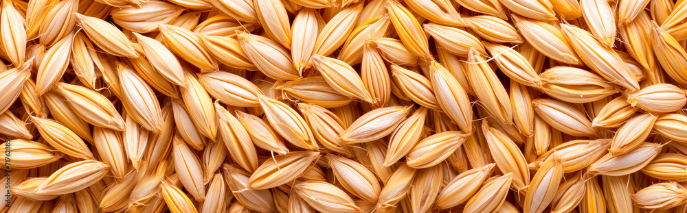 Close-up of barley grains, full frame, high detail. Wallpaper or background texture.
Close-up of barley grains, full frame, high detail. Wallpaper or background texture.