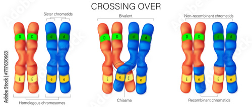 Crossing over of chromosome. Crossing over between the non-sister chromatids of the homologous chromosome. Genetic recombination. Vector used for scientific and medical education.
