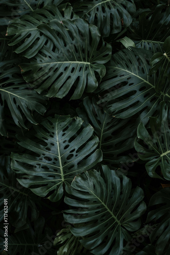 Dark tone moody large Monstera plant leaf background.