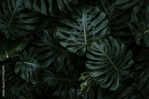 Foto Dark tone moody large Monstera plant leaf background.