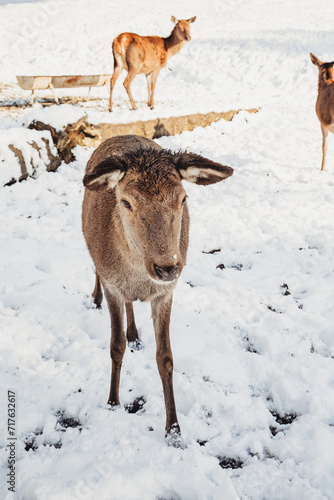 Male deer, and several deer in the wonderful winter landscape © Doralin