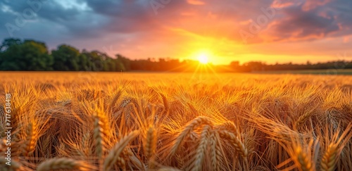 Golden Harvest: A Sunset in the Field Generative AI photo