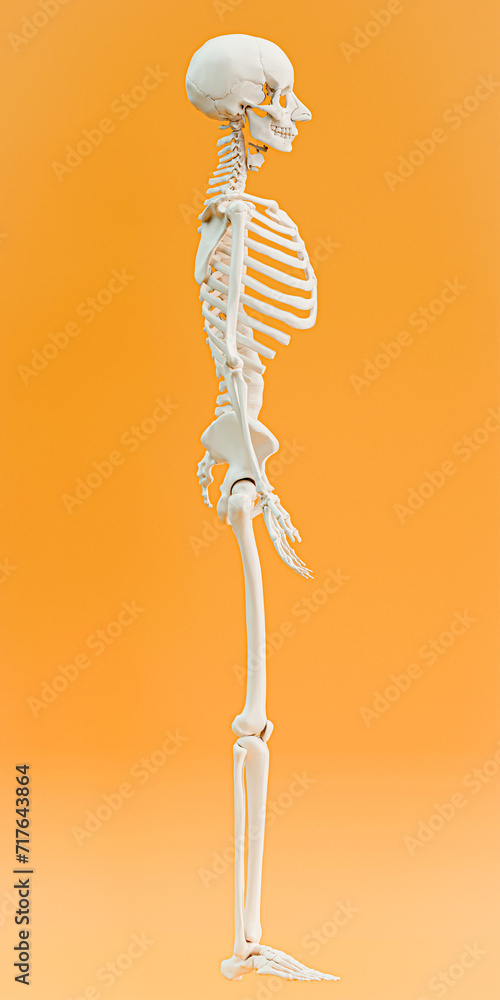 skeleton isolated on orange background skeleton isolated on orange background