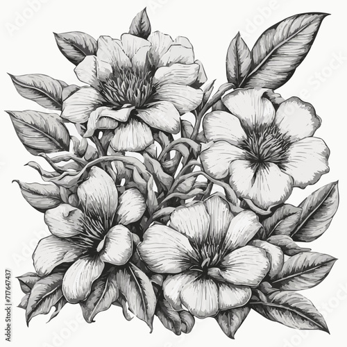 Engraving botanical floral vector illustration