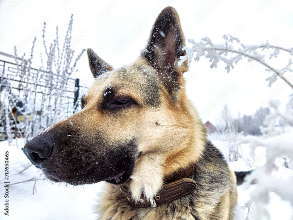 Dog German Shepherd in a winter day and white snow arround. Waiting eastern European dog veo and white snow Dog German Shepherd in a winter day and white snow arround. Waiting eastern European dog veo and white snow
