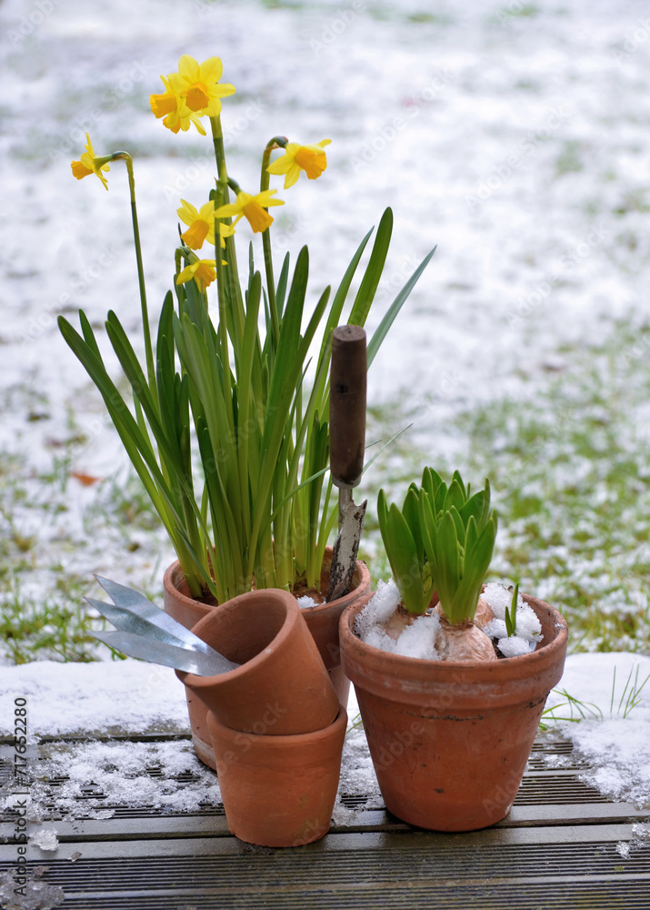 Hyacinth and narcissus in a flower pot on wooden board covered with snow - obrazy, fototapety, plakaty 