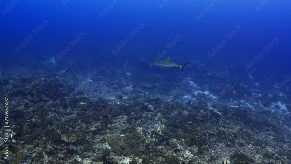Sharks of the pass of the Atoll of Fakarava in the French Polynesia in the Middle of the South Pacific. Incredible place where you can dive with more than 700 hundreds sharks everyday Sharks of the pass of the Atoll of Fakarava in the French Polynesia in the Middle of the South Pacific. Incredible place where you can dive with more than 700 hundreds sharks everyday