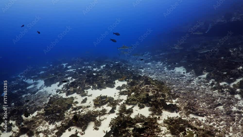 Sharks of the pass of the Atoll of Fakarava in the French Polynesia in ...