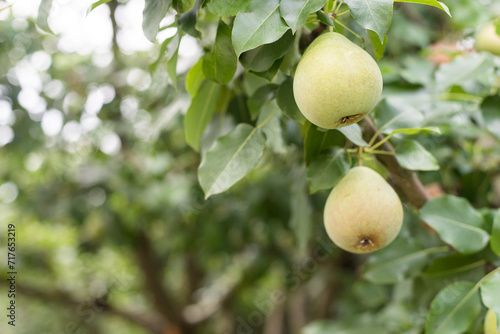 Ripe pears on a branch of a tree with green leaves