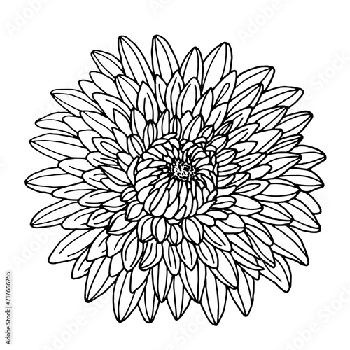 Fototapeta Naklejka Na Ścianę i Meble -  Chrysanthemum flower. Vector illustrations in hand drawn sketch doodle style. Line art botanical plant isolated on white. Close up blooming flower.