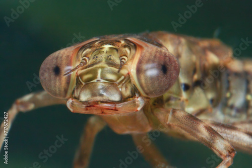 The threatening look of the dragonfly larva