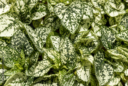 Indoor plants from a representative in the greenhouse, close-up.