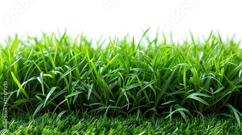 Beautiful fresh green grass isolated on white background
