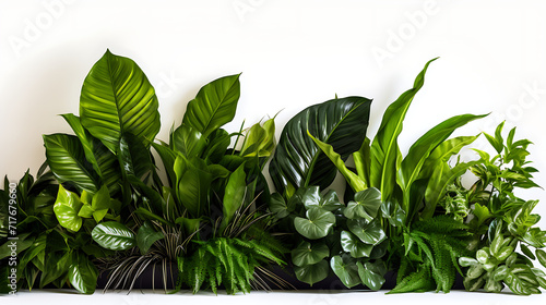 Green leaves of tropical plants bush floral arrangement indoors garden nature backdrop isolated on white background. Generative AI illustration 