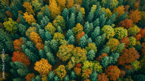 Aerial view of a vibrant forest in autumn background. photo