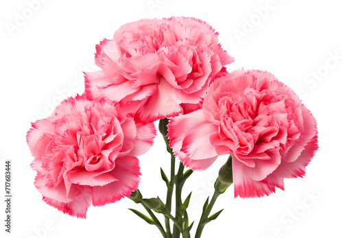 Trio of delicate pink carnations in full bloom, cut out