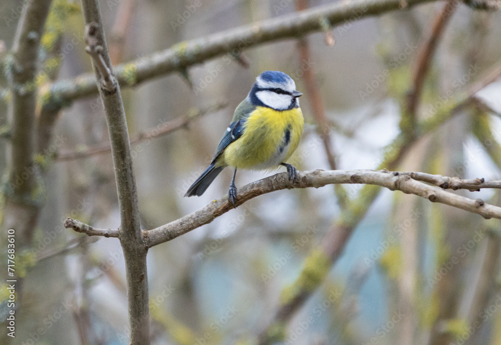 Bird, Blaumeise, Meise, Natur, Einheimisch, klein, süß, niedlich, wild, Futter, Futterplatz, 