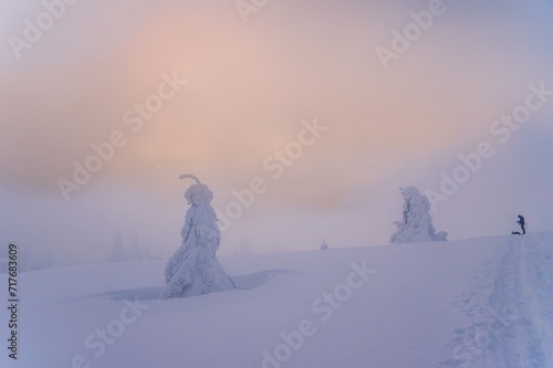 Distant view of tourist tourist with snowy spruce trees on copy space background of beautiful misty valley filled with white puffy clouds at dawn in winter. © Ivan