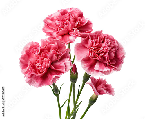 Trio of delicate pink carnations in full bloom, cut out