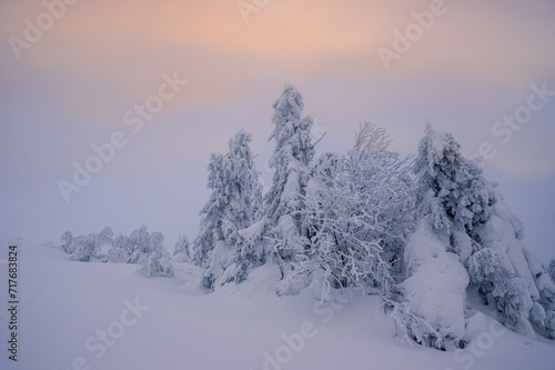 Beautiful winter panorama with fresh powder snow. Landscape with spruce trees, blue sky with sun light.