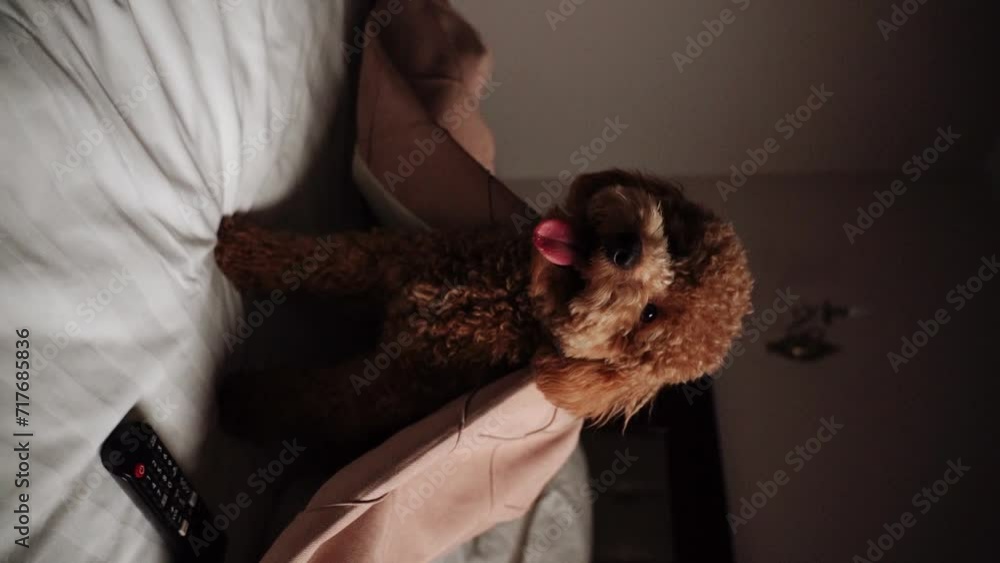Teddy dog posing on the sofa.small ginger poodle dog.Teddy breed dog concept.Vertical video Teddy dog posing on the sofa.small ginger poodle dog.Teddy breed dog concept.Vertical video