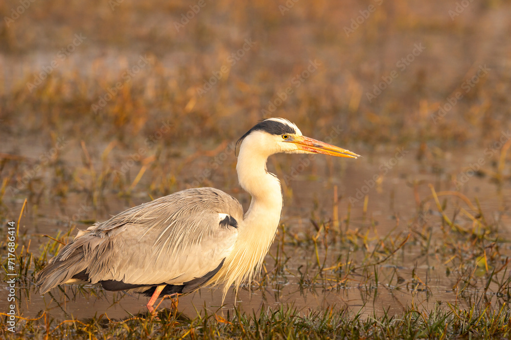 Obraz premium grey heron or Ardea cinerea fine art closeup or portrait in winter sunrise light at keoladeo national park or bharatpur bird sanctuary rajasthan india asia