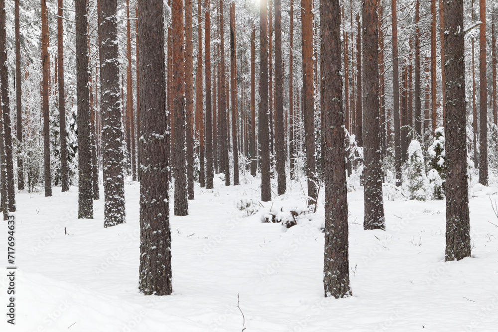 Winter scenery with pine forest covered with white snow. Selective focus. Winter scenery with pine forest covered with white snow. Selective focus.