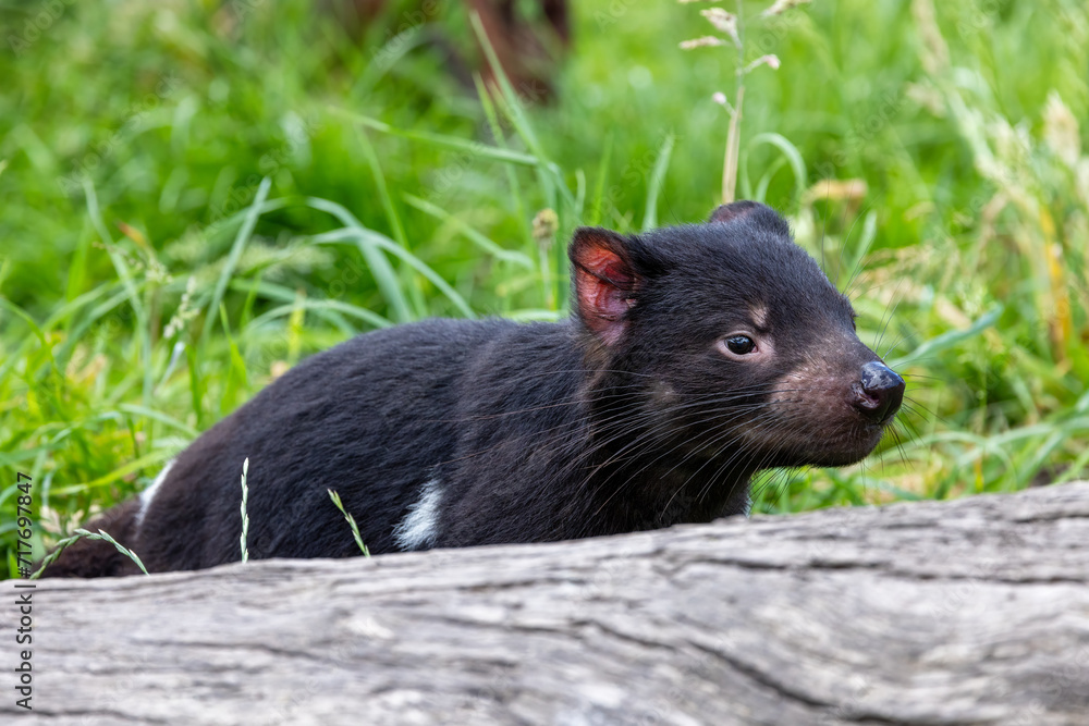 Tasmanian Devil, Sarcophilus harrisii, the largest carnivorous marsupial and an endangered species found only in Tasmania and New South Wales, Australia. Tasmanian Devil, Sarcophilus harrisii, the largest carnivorous marsupial and an endangered species found only in Tasmania and New South Wales, Australia.