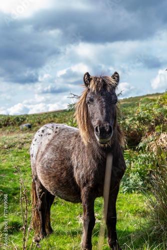 A Dartmoor pony looking at the camera  on a sunny September day