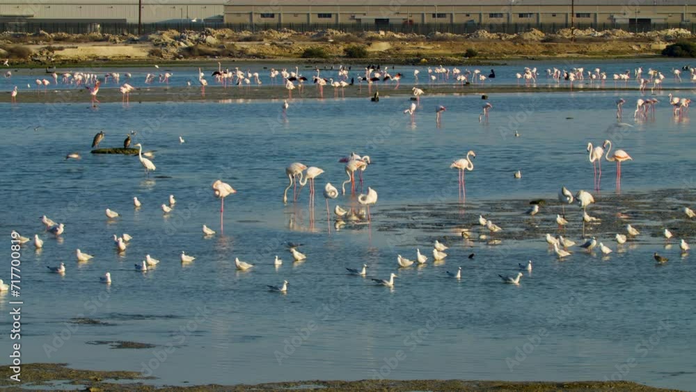 Group of shore birds in shallow water, feeding Group of shore birds in shallow water, feeding