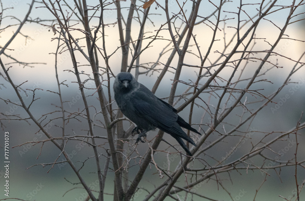Fototapeta premium Bird, Rabe, crow, Wild, Natur, scheu, frech,