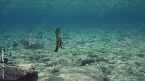 Juvenile Bat fish swims over rocks seabed in bright sunslight, slow motion. Baby Batfish (Platax orbicularis) floating on shallow water over rocky bottom on bright sunny day in sun rays photo