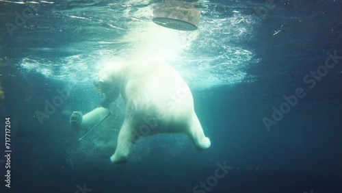 ours polaires qui s'amusent et nagent