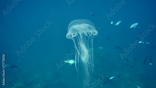 Mauve Stinger Jellyfish swim on blue sea flashing bright light. Closeup, Mauve Stinger, Night-lightx Jellyfish, Phosphorescent jelly or Purple people eater (Pelagia noctiluca) floating on blue Ocean photo
