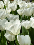 White tulip close up in Gulhane Park, Istanbul. Floral background