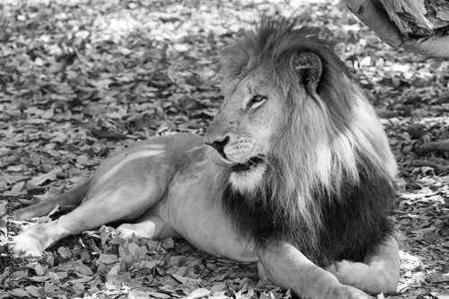 A lion is lying on the ground, he licks his nose. Looking to the left. Dead leaves on the ground and a tree on the right.