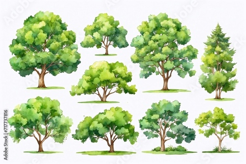 set of trees in watercolor style  white background  isolated trees for cards  book illustrations