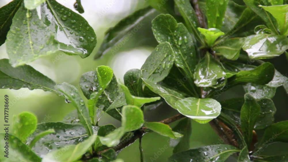 Water droplets fixed on the green leaves. Closeup of rainwater in leaves. Footage of raindrop on leaf tree. Rainy day background. Water droplets fixed on the green leaves. Closeup of rainwater in leaves. Footage of raindrop on leaf tree. Rainy day background.