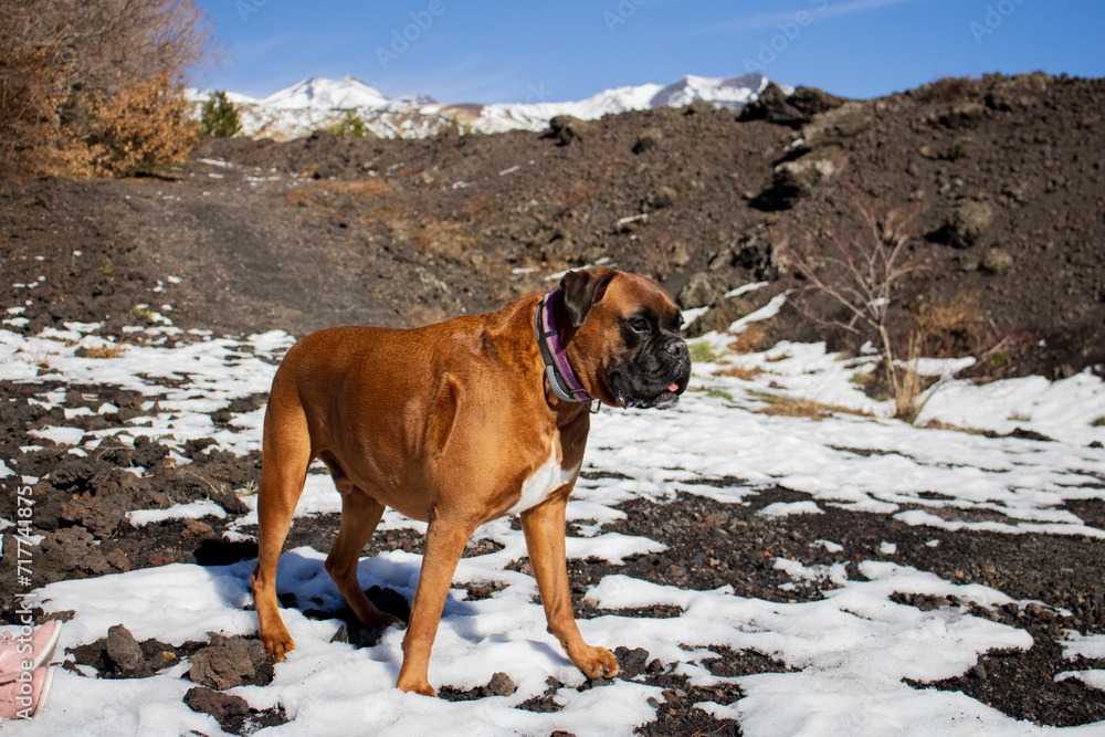 A beautiful boxer dog with blue sky and snowy mountain Etna in the background A beautiful boxer dog with blue sky and snowy mountain Etna in the background