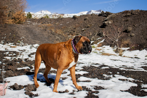 A beautiful boxer dog with blue sky and snowy mountain Etna in the background © Serenity Design