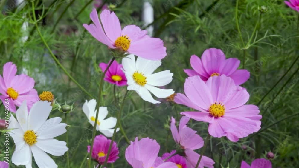 Cosmos are annual colorful flowers and slender stems these plants are in the sunflower family Cosmos are annual colorful flowers and slender stems these plants are in the sunflower family