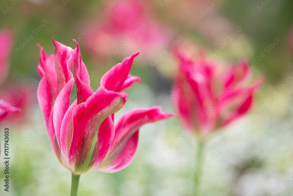 Close-up of a fancy striated pink and white parrot tulip. Close-up of a fancy striated pink and white parrot tulip.