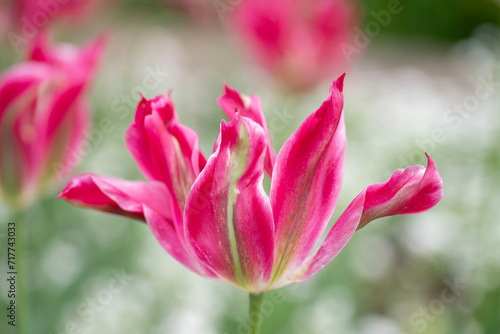 Close-up of a fancy striated pink and white parrot tulip.