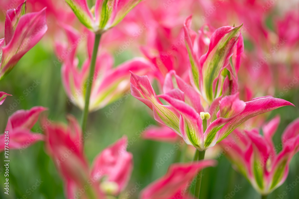 Obraz premium Close-up of a fancy striated pink and white parrot tulip.