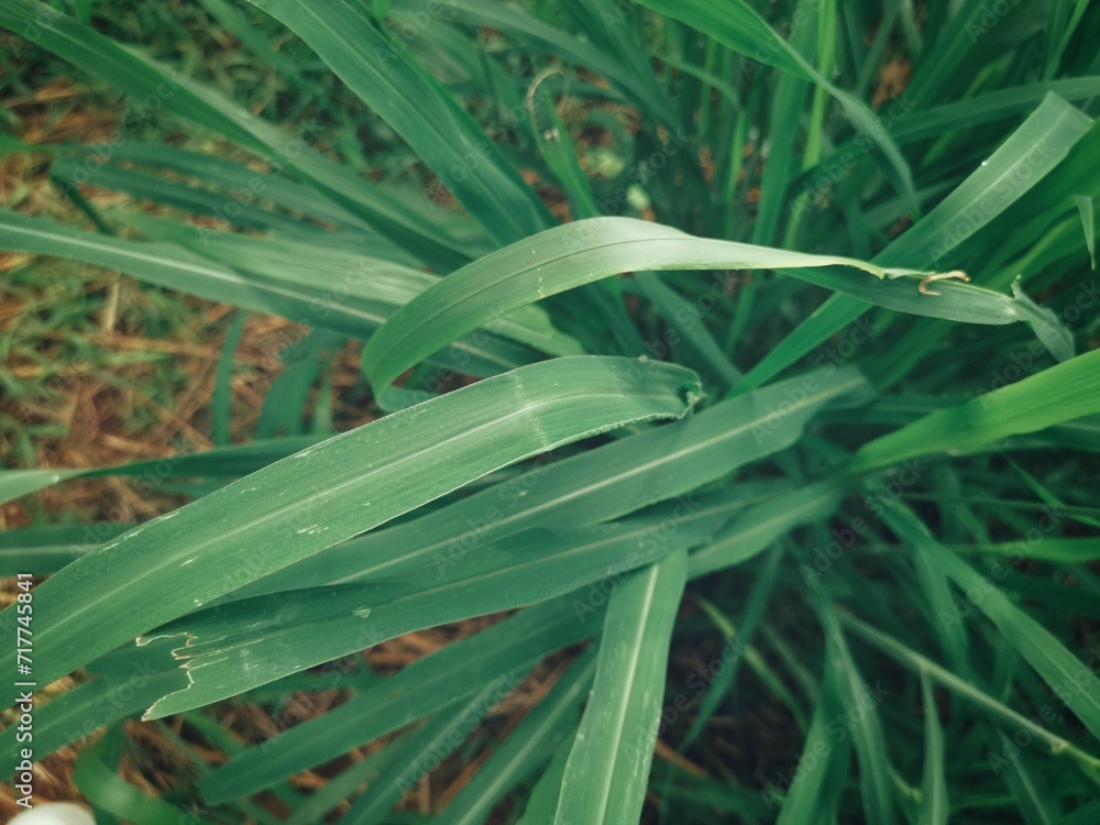 Fototapeta premium Green vetiver leaves background or texture