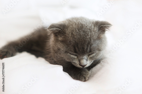 Grey purebred british kitten sleeps on blanket