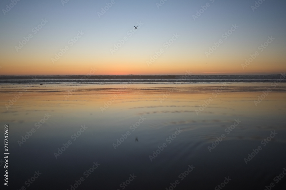 Lonely seagulls over surfside sunset Lonely seagulls over surfside sunset