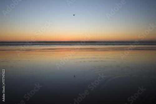 Lonely seagulls over surfside sunset