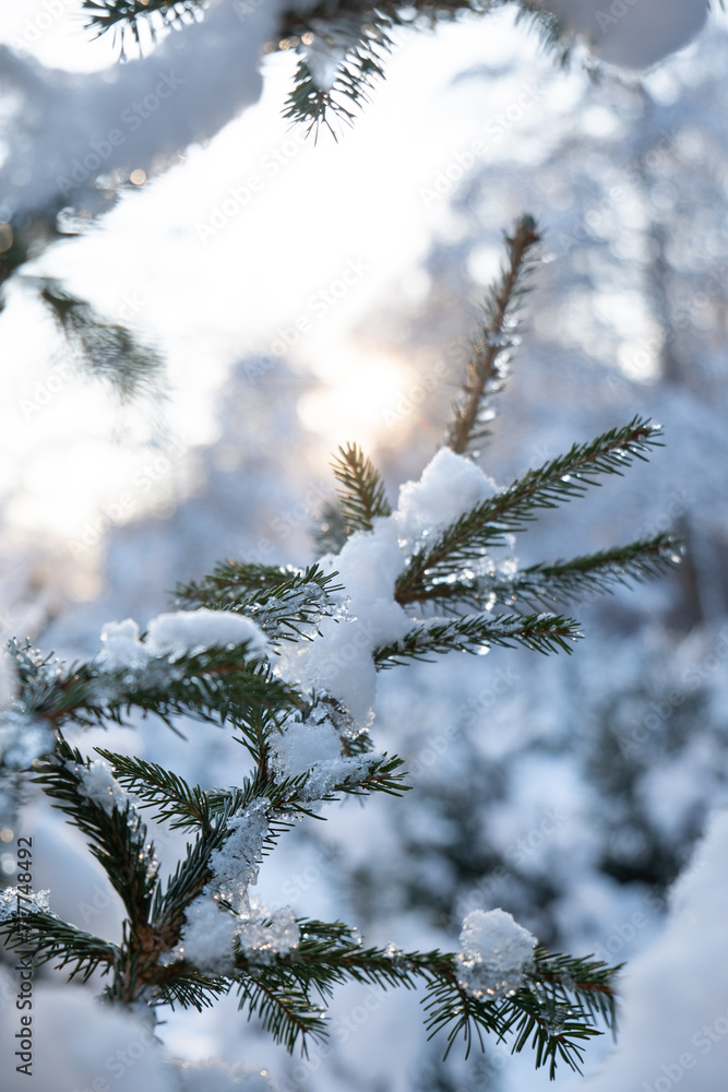 Pine tree or Christmas tree branches covered in melting snow, against setting sunlight. Close up shot, no people Pine tree or Christmas tree branches covered in melting snow, against setting sunlight. Close up shot, no people